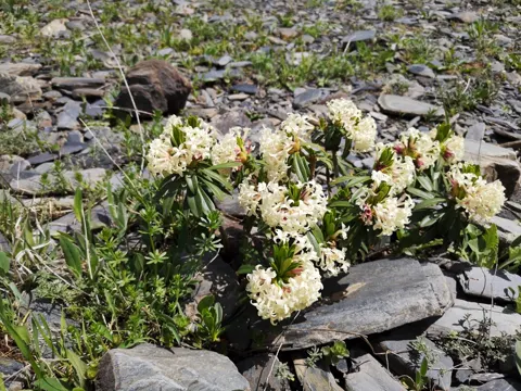 Kaukasischer Seidelbast (Daphne glomerata)