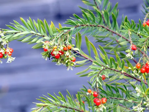 Flachs-Seidelbast (Daphne gnidium)
