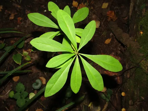 Seidelbast (Daphne mezereum)