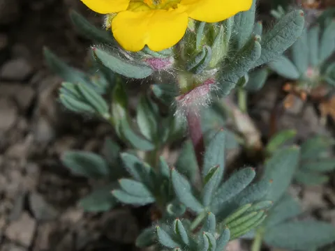 Busch-Fingerkraut (Dasiphora fruticosa)