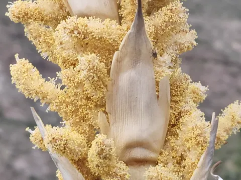 Sotol (Dasylirion wheeleri)