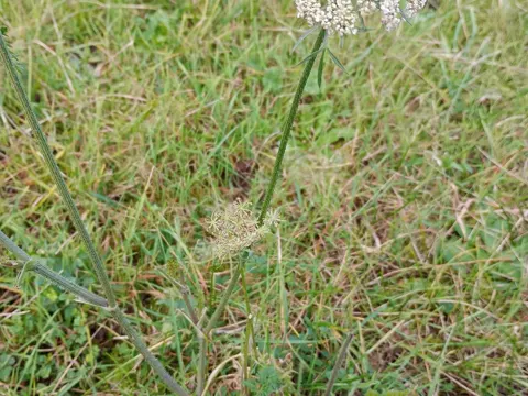 Wild Carrot