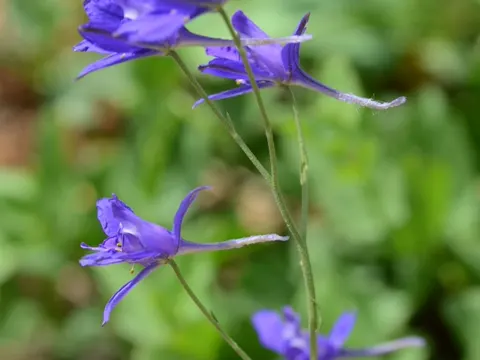 Acker-Rittersporn (Delphinium consolida)