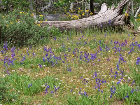 Nuttall-Rittersporn (Delphinium nuttallianum)