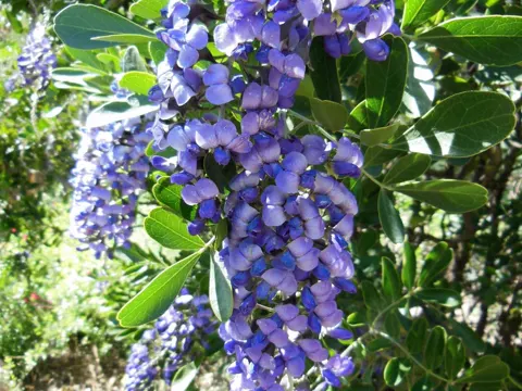Texas-Berglorbeere (Dermatophyllum secundiflorum)