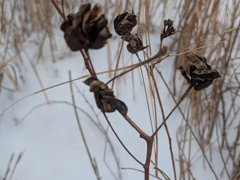Illinois Bundleflower (Desmanthus illinoensis)