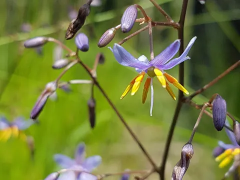 Dianella caerulea (Dianella caerulea)