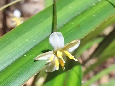 Dianella nigra