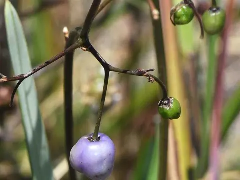Dianella (Dianella revoluta)