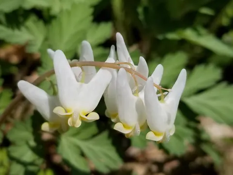 Torellinis Herzblume (Dicentra cucullaria)