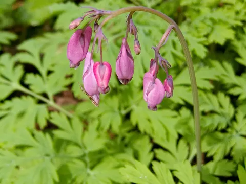 Tränendes Herz (Dicentra formosa)