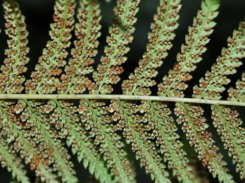 Tasmanian tree fern (Dicksonia antarctica)
