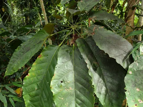 Didymopanax morototoni (Didymopanax morototoni)