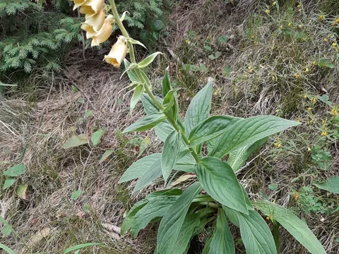 Digitalis grandiflora