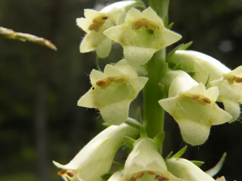 Gelber Fingerhut (Digitalis lutea)