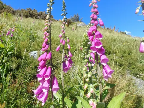 Roter Fingerhut (Digitalis purpurea)