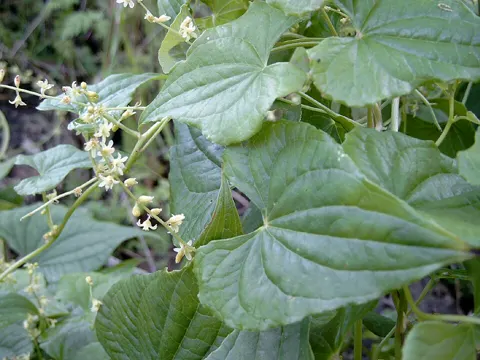 Schwarze Zaunrübe (Dioscorea communis)