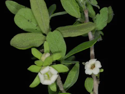 Texas-Pflaume (Diospyros texana)