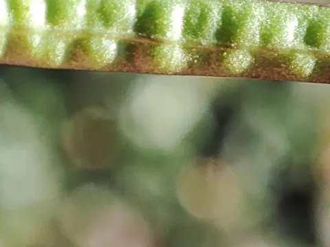 Weißrauke (Diplotaxis erucoides)