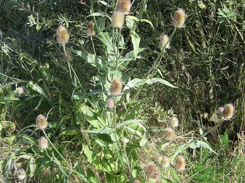 Wild Teasel