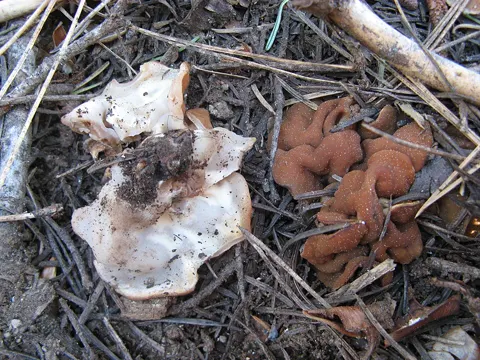 Scheiben-Lorchel (Discina ancilis)