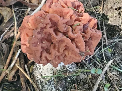 Discina caroliniana (Discina caroliniana)