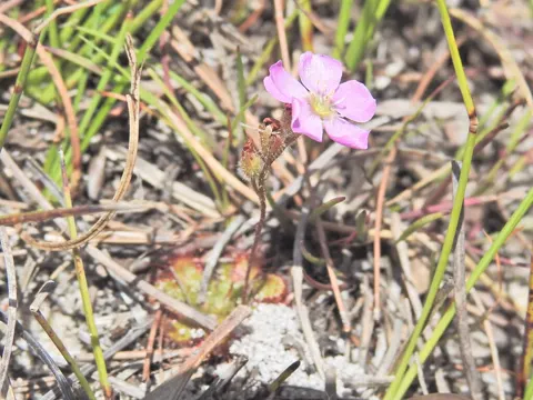Drosera spatulata