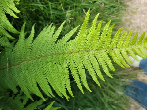 Spreuschuppiger Wurmfarn (Dryopteris affinis)