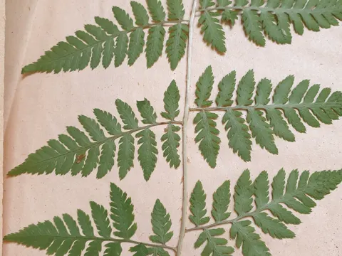 Dorniger Wurmfarn (Dryopteris carthusiana)