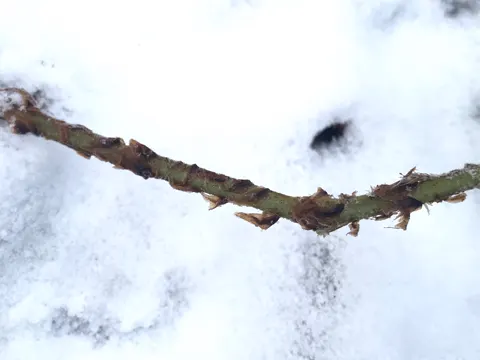 Broad Buckler-fern (Dryopteris dilatata)