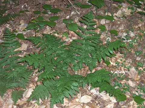 Mittlerer Wurmfarn (Dryopteris intermedia)