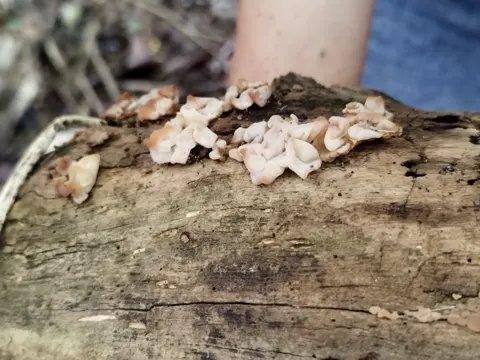 Ductifera pululahuana (Ductifera pululahuana)