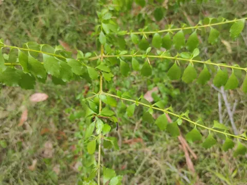 Duranta erecta (Duranta erecta)