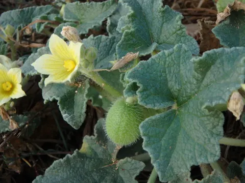 Springgurke (Ecballium elaterium)