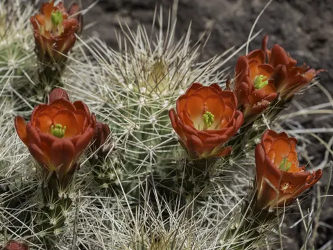 Scharlach-Echinocereus (Echinocereus coccineus)