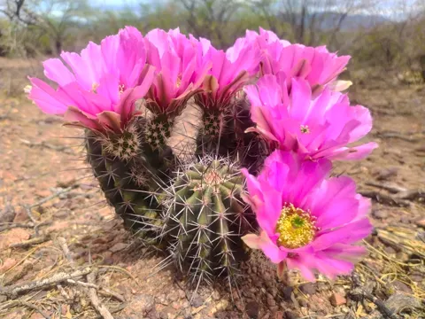 Igel-Echinocereus (Echinocereus fendleri)