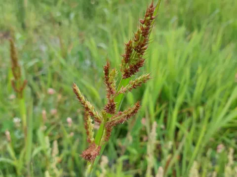 Hühnerhirse (Echinochloa crus-galli)