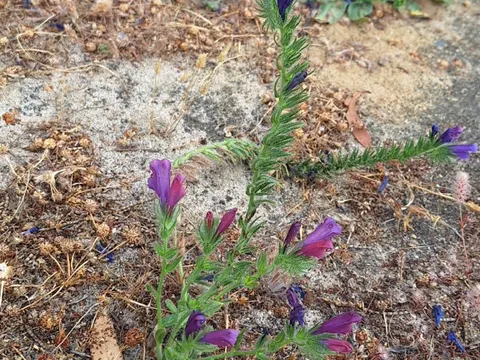 Bristly Oxtongue (Echium plantagineum)