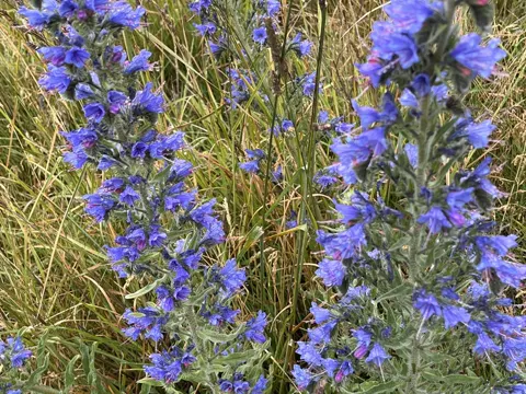 Viper's Bugloss