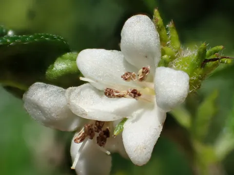 Ehretia (Ehretia microphylla)