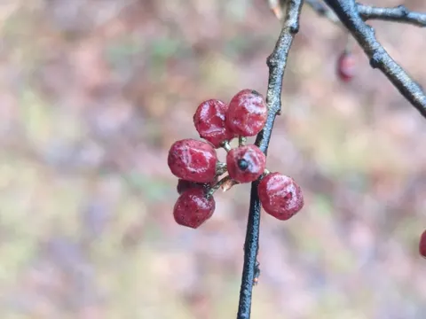 Herbst-Ölweide