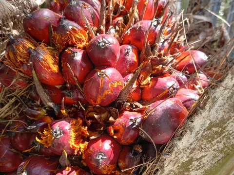 Ölpalme (Elaeis guineensis)