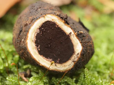 Warzige Hirschtrüffel (Elaphomyces granulatus)
