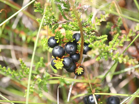 Crowberry