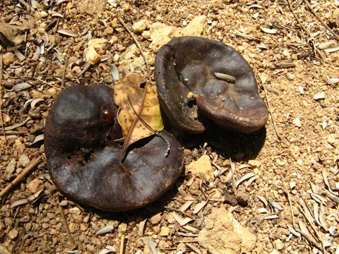 Enterolobium contortisiliquum (Enterolobium contortisiliquum)