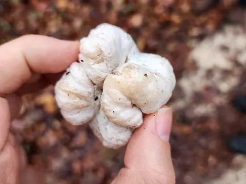 Aborted Entoloma
