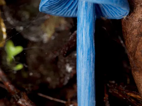 Entoloma hochstetteri (Entoloma hochstetteri)