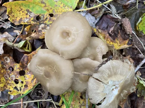 Niedergedrückter Rötling (Entoloma rhodopolium)