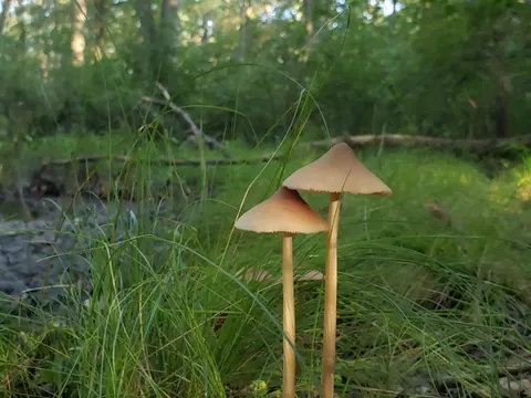 Entoloma strictius
