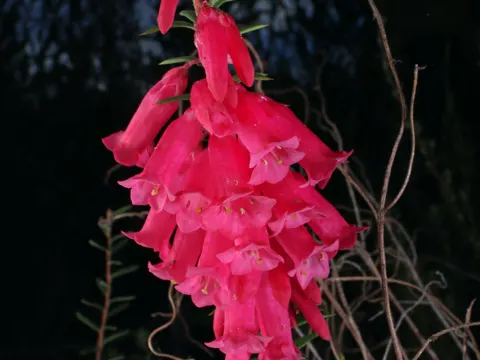 Epacris impressa (Epacris impressa)
